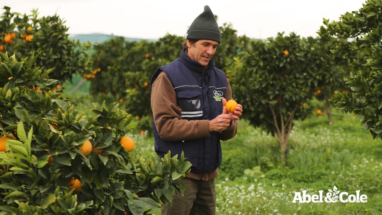 Organic Blood Oranges | Abel & Cole