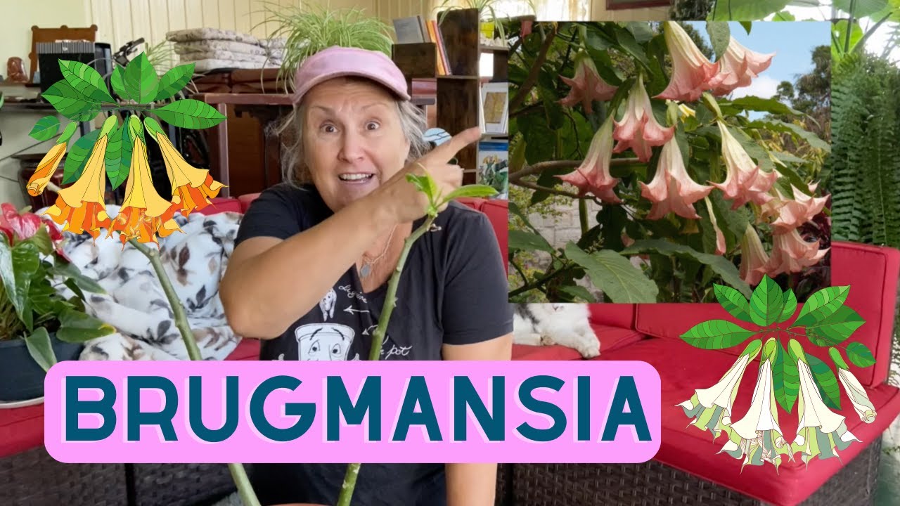 Comment s'occuper d'un brugmansia? - capsule horticole