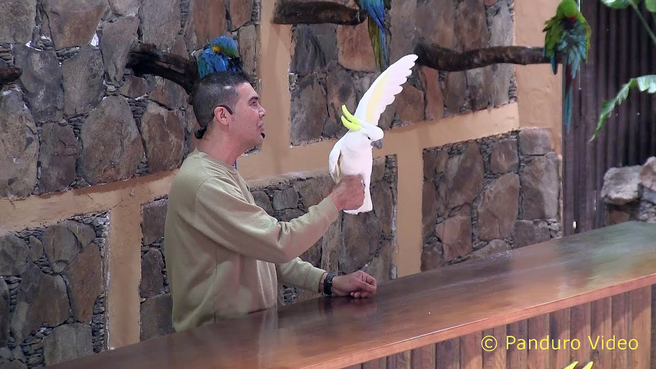 Grand Canaria 2014 Palmitos Park, Parrot show