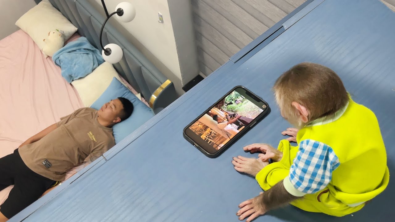 Super Hilarious🤣 The ultimate Cubis monkey hides from dad to watch phone