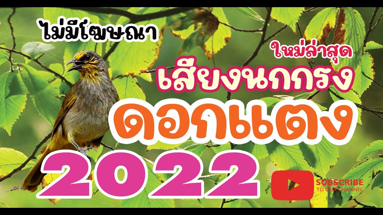 เสียงนกกรงดอกแตง