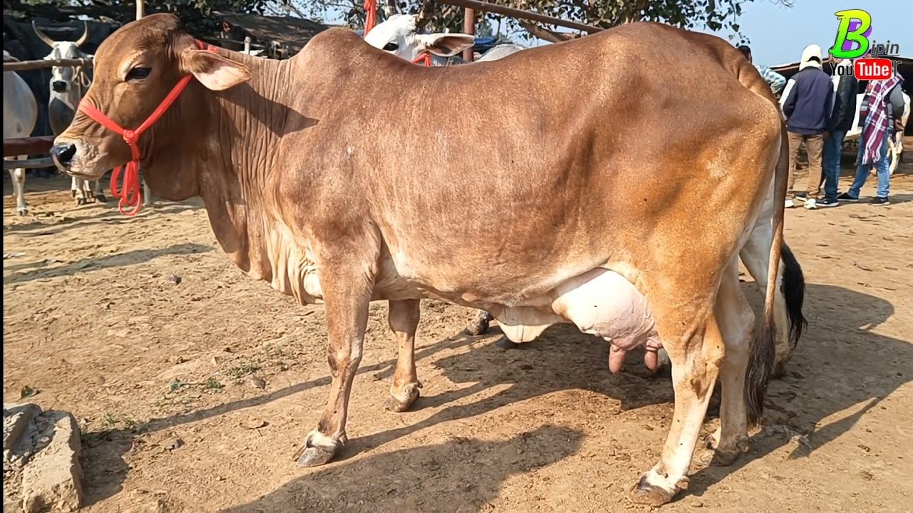 चौसा मंडी से देसी गाय खरीदना चाहते है तो यहा हिम्मत बना कर आए | Desi Cow Mandi | Chausa Pashu Mandi