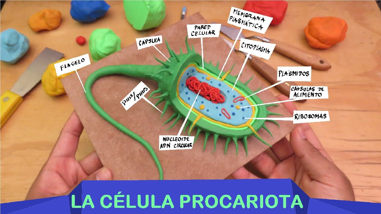 Aprender a hacer la Célula Procariota en plastilina paso a paso