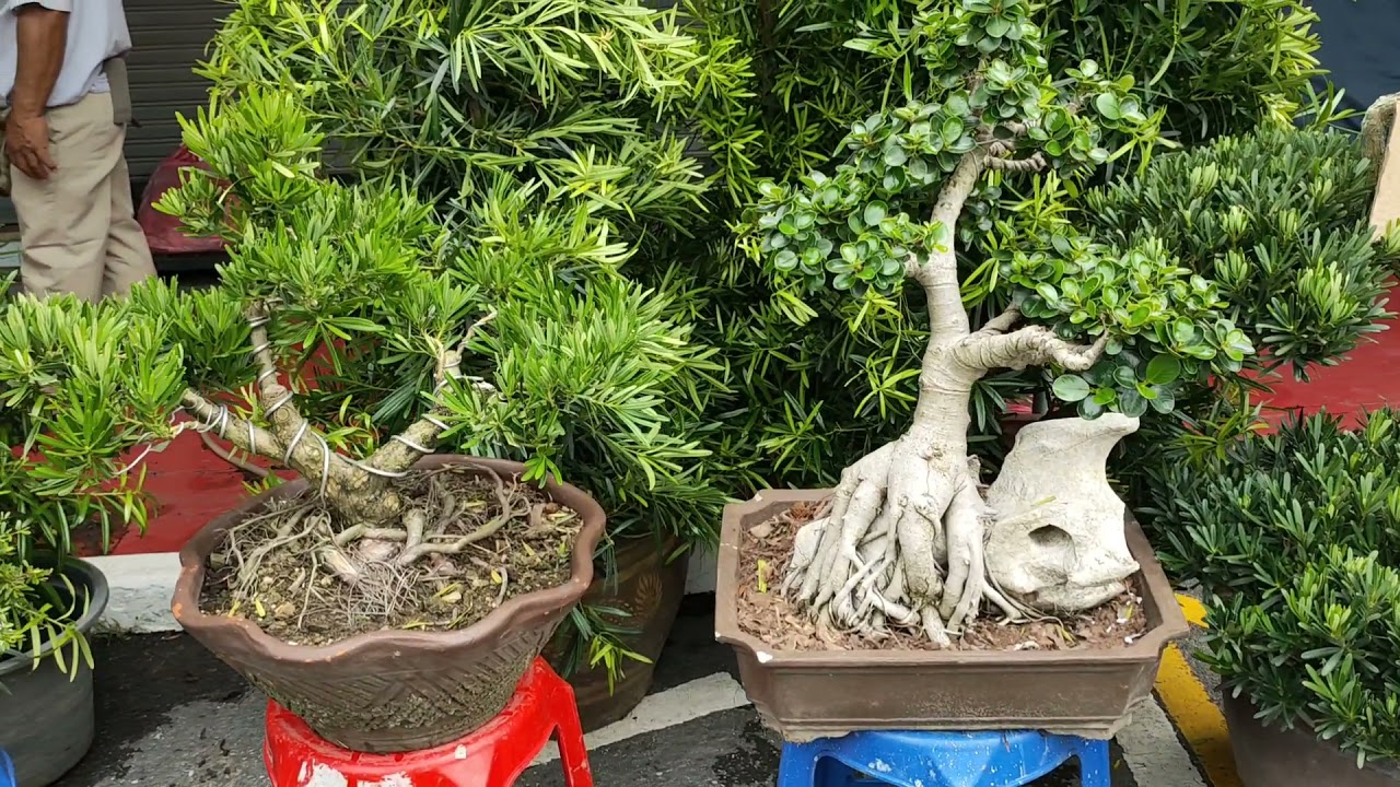 ชม 