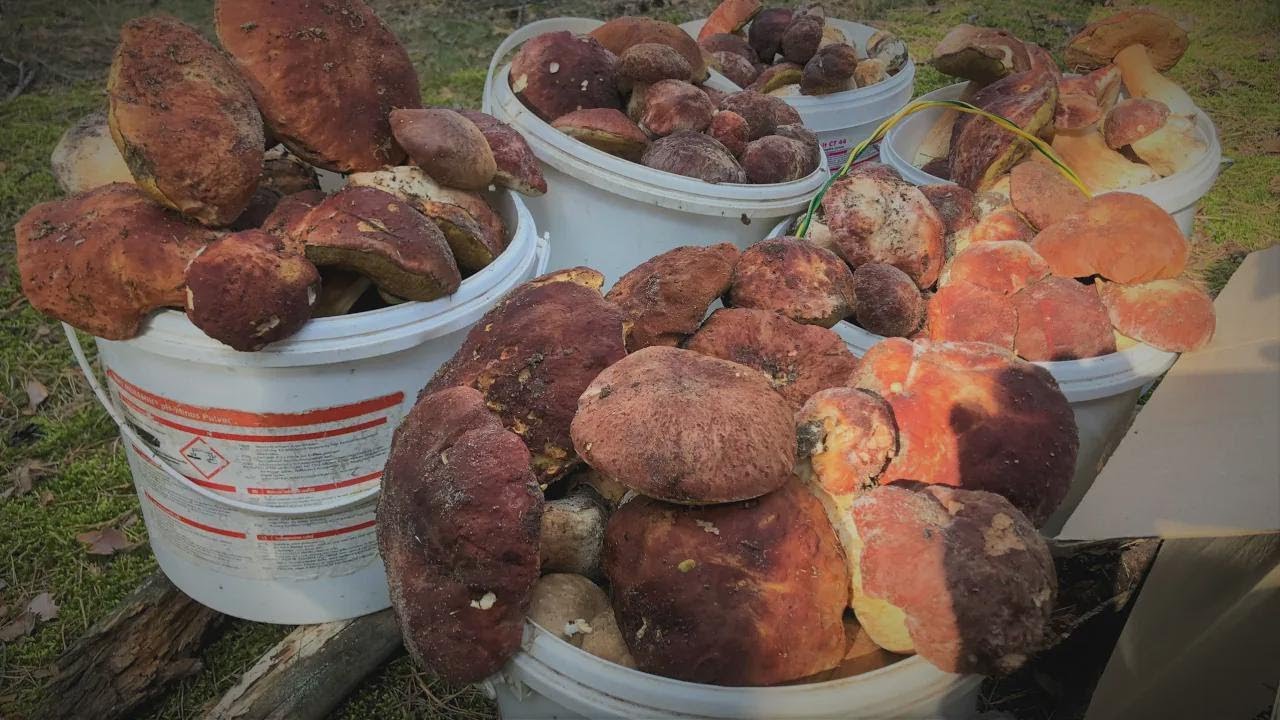 Pilzsammler völlig sprachlos – so viele Pilze hab ich noch nie gesehen!