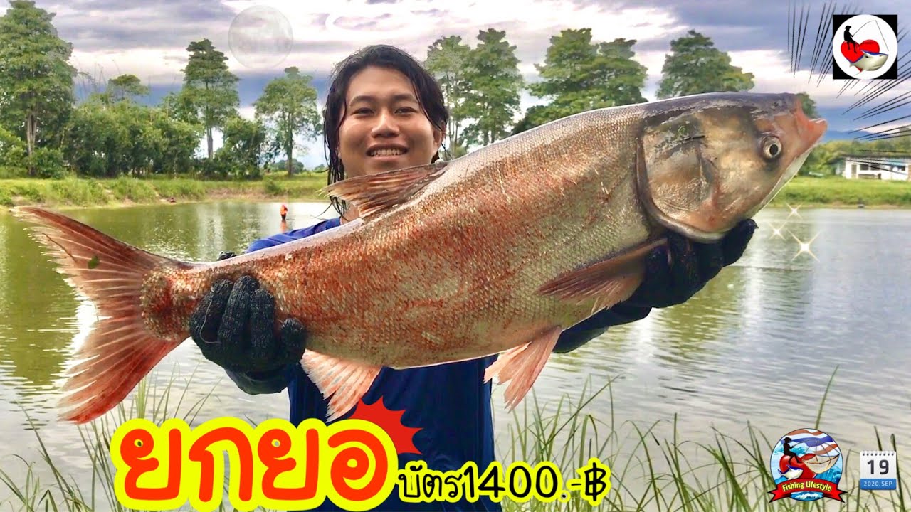 ยกยอ บ่อนันทวัน ►Fishing lifestyle Ep.436