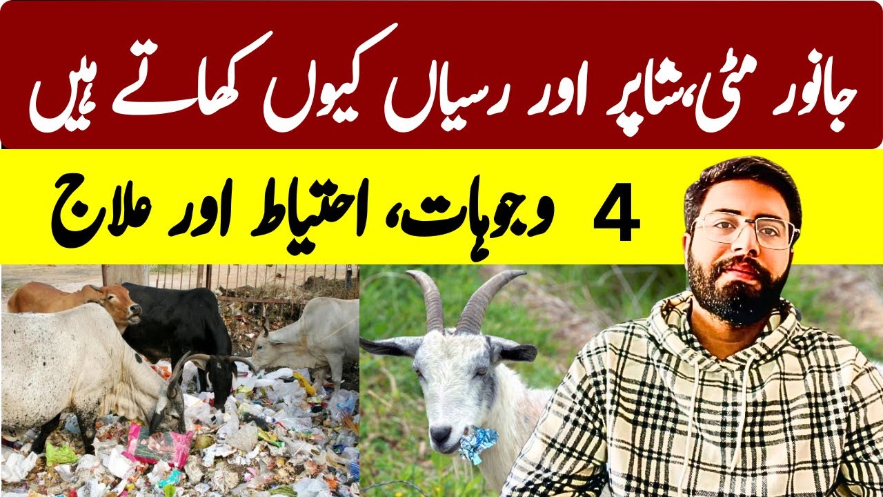Why Animals Eat Soil, Wood, Cloth, and Ropes? (Pica Disease)