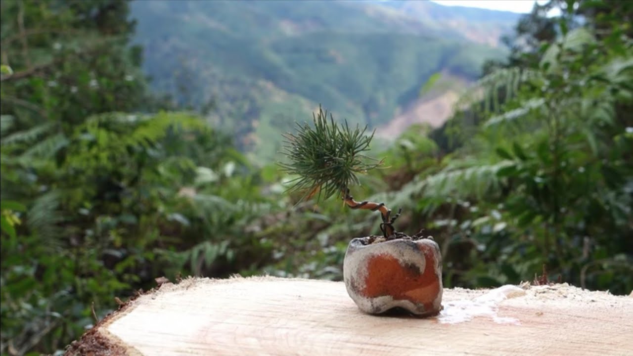 Bonsai diary   ♯154「YAMADORI -Nature bonsai-山で作るミニ盆栽」
