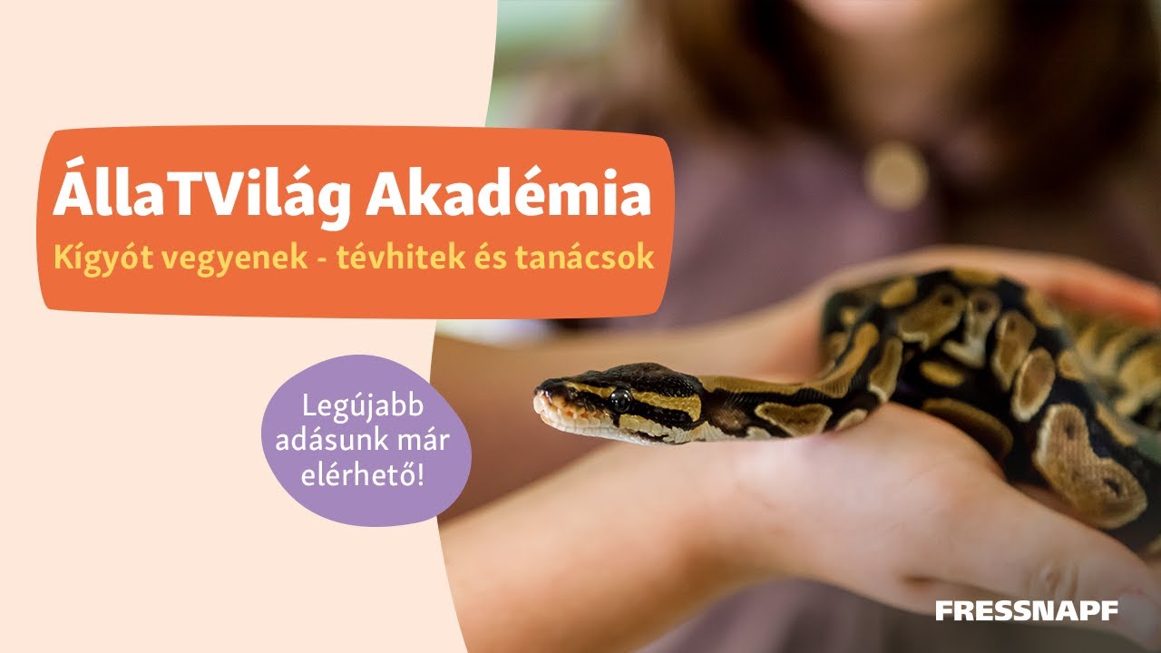 ÁllaTVilág Akadémia - Kígyót vegyenek: tévhitek és tanácsok
