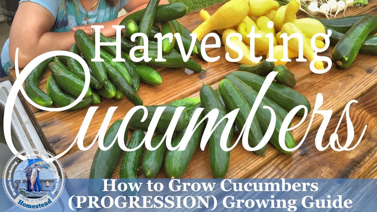 How to grow Cucumbers (PROGRESSION) Growing Guide - How to Harvest Cucumbers