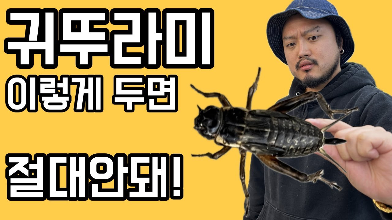 불사조 귀뚜라미 만드는법! 마지막에 인트로 NG장면이 있습니다ㅋㅋ #수염농장 #파충류 #크레스티드게코 #도마뱀 #귀뚜라미