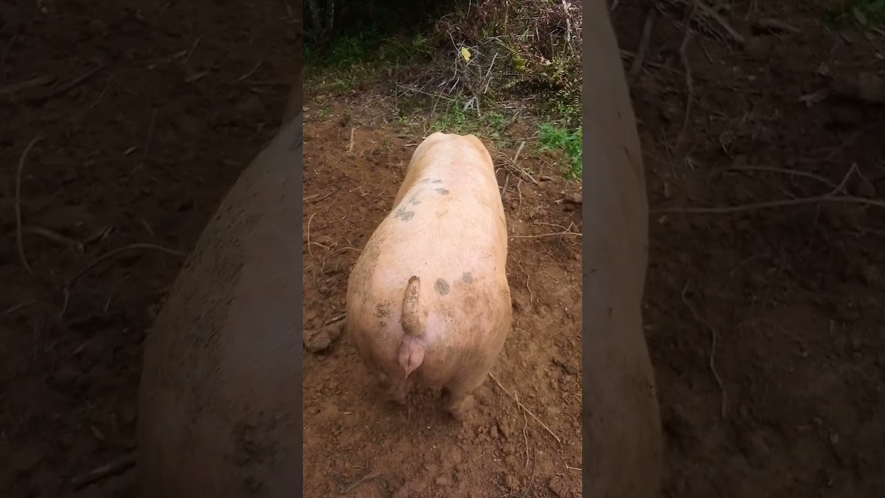 7 months pwede na bang pabulogan ang dumalagang baboy? Ating alamin, watch this video para may idea