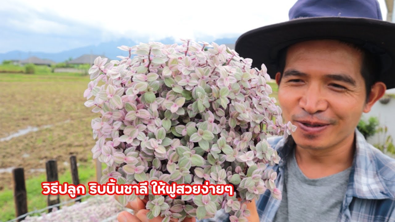 เทคนิคปลูก ริบบิ้นชาลี ให้ฟูสวยง่ายๆ