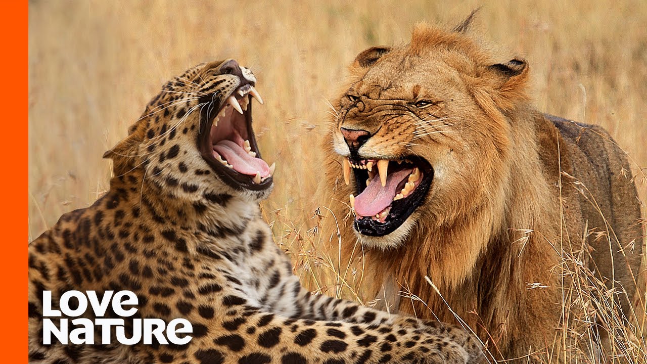Leopard vs. Lion: A Hunter Becomes the Hunted