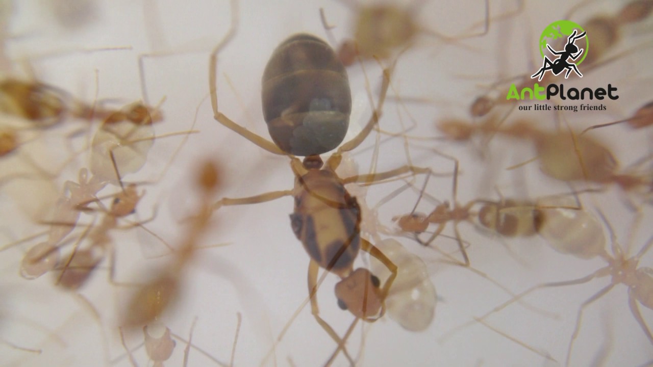 Anoplolepis gracilipes