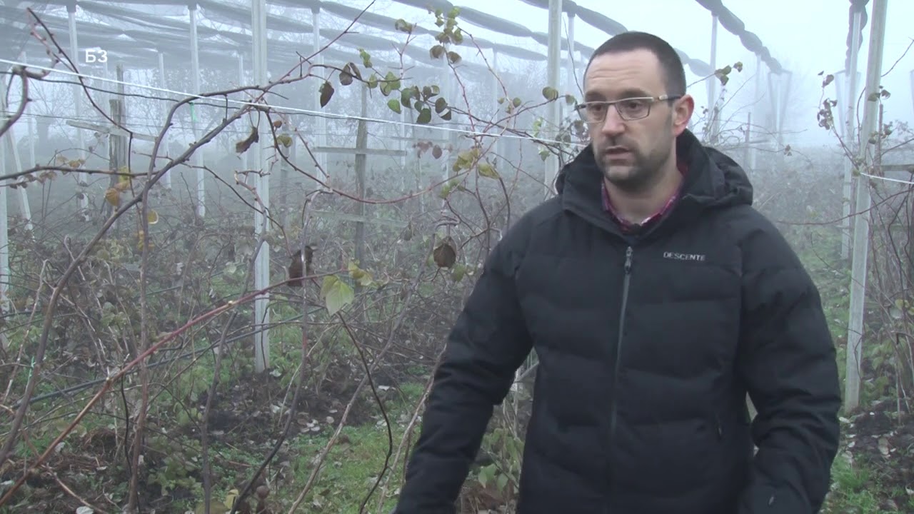 Organsko djubrivo u MALINAMA  - evo KADA I KAKO je optimalno primeniti -ITALPOLLINA