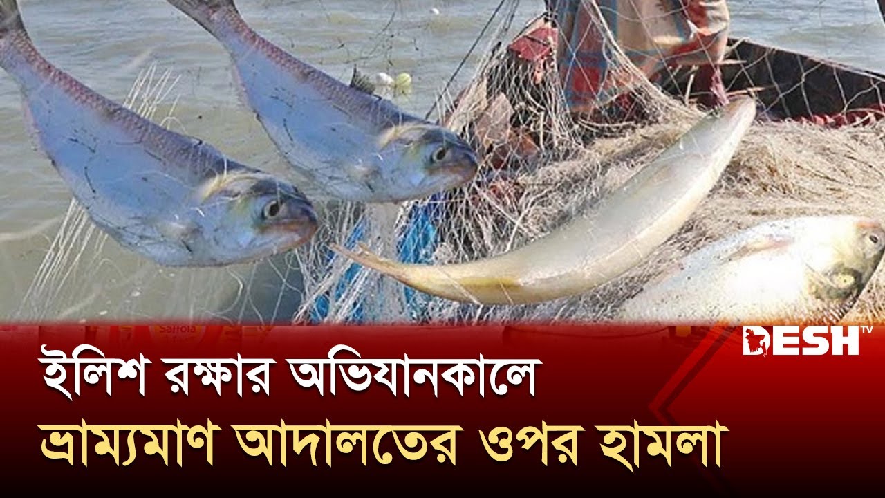 মা ইলিশ রক্ষার অভিযানে ভ্রাম্যমাণ আদালতের সদস্যদের ওপর হামলা | Barguna | Hilsa | News | Desh TV