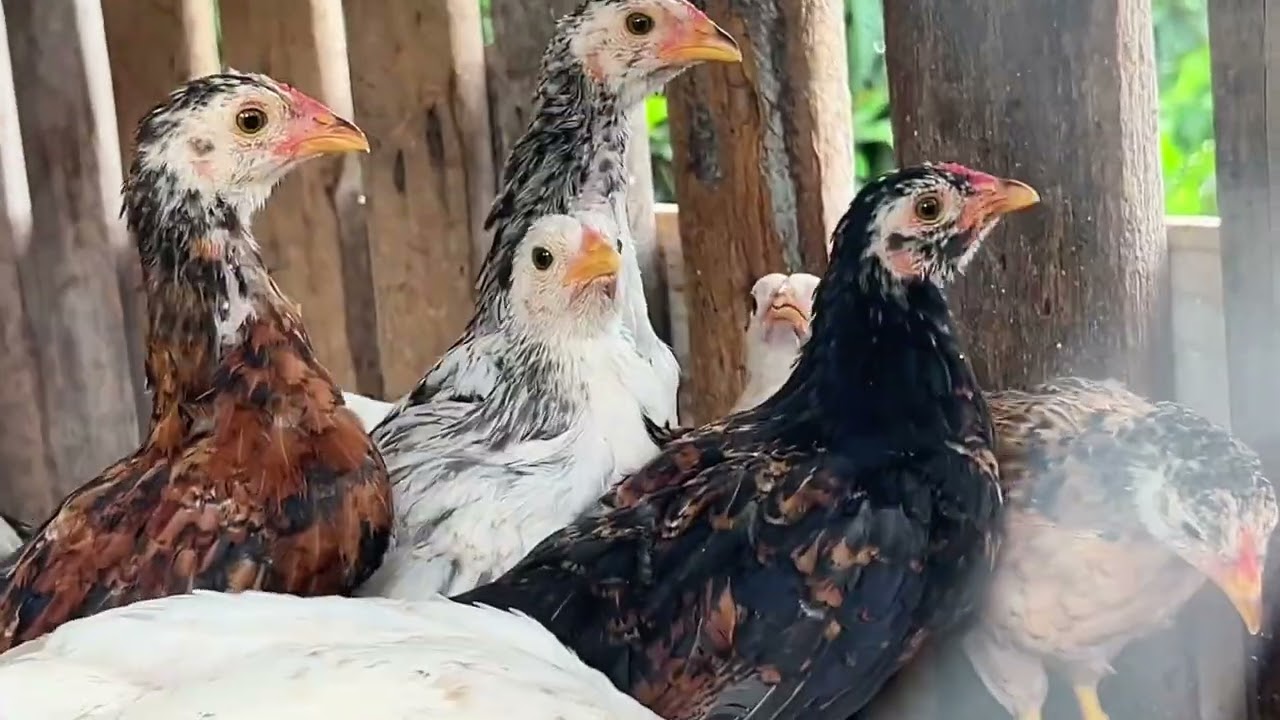 Limão na água das galinhas? Descubra por que esse truque está fazendo sucesso!