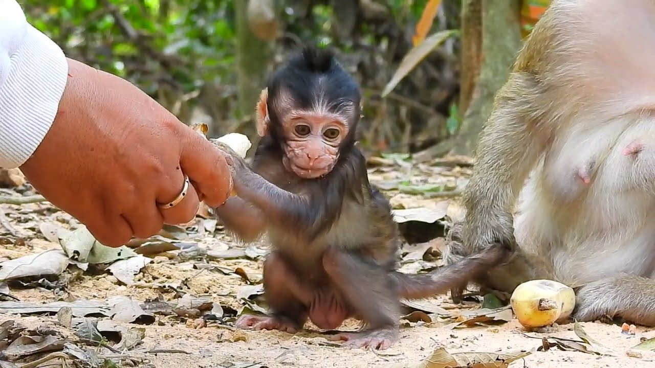 It's Really Lovely, Baby Branda Eating Banana From Visitor's Hand