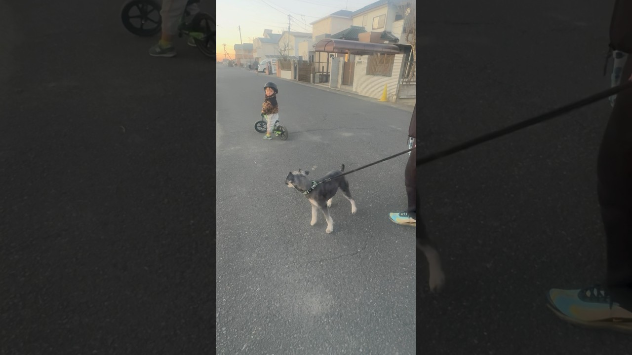 Grey beautiful dog in Japan with little baby||animals and cultures of Japan and pakistan||