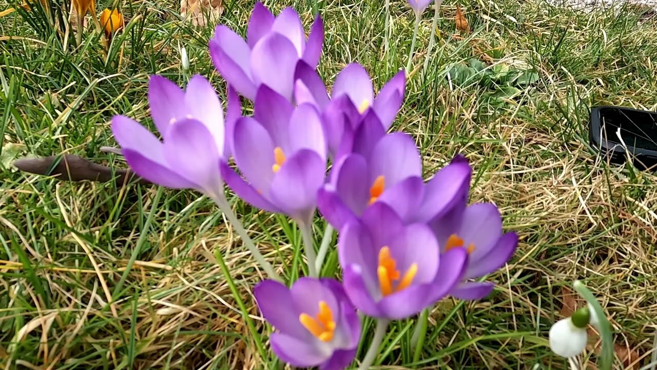 Krokus
