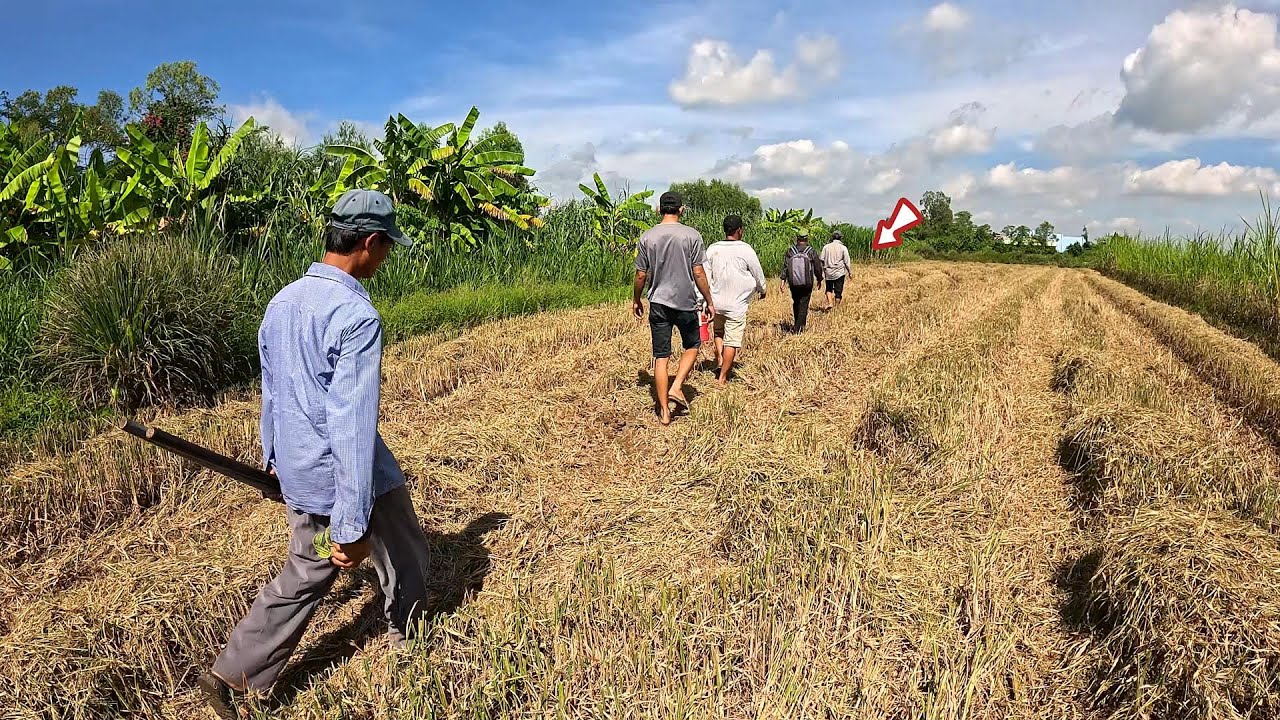 Truy Tìm Con Trăn Theo Lời Kể Có Anh Chạy Bồ Phóng Lúa Mà Con Hổ Mang Nó Thế Thân Hài | MTSB