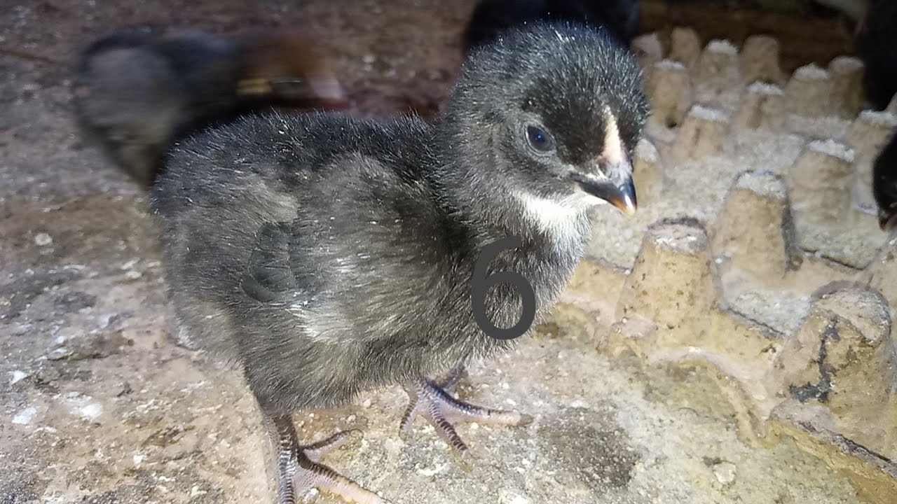 BROODER SERIES | Episode 6 [brooding 500 local chicken at home]