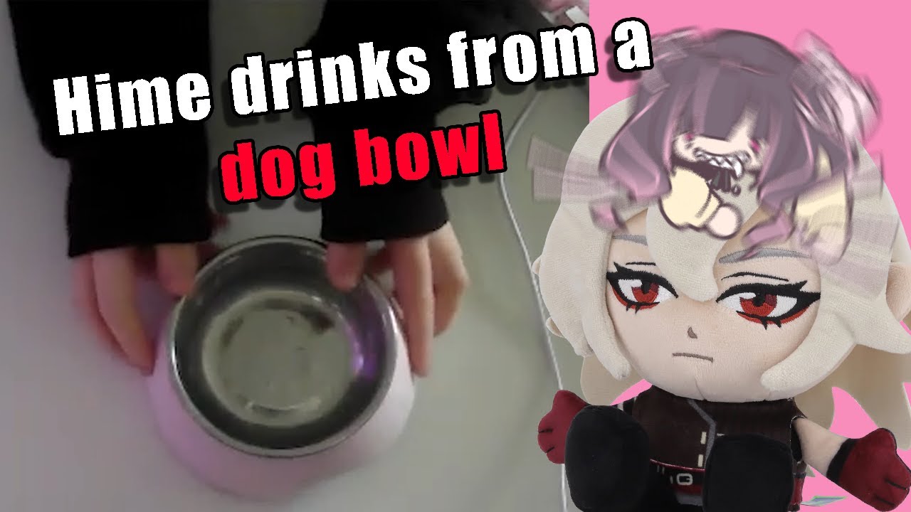 Hime drinks from a dog bowl, I wish that was clickbait