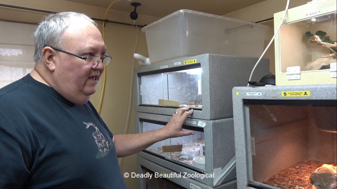 Congo Water Cobras Feed & Miss Turanica Gets a Soak