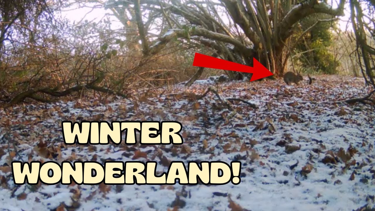 Winter Wonderland!
