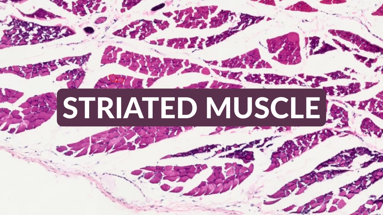 Histology Made Easy: Striated Muscle