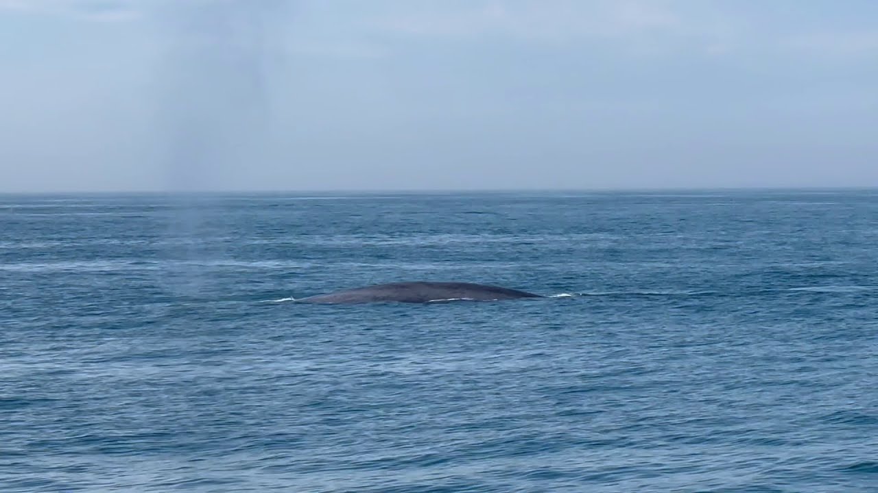 Rare sighting of largest animal on Earth