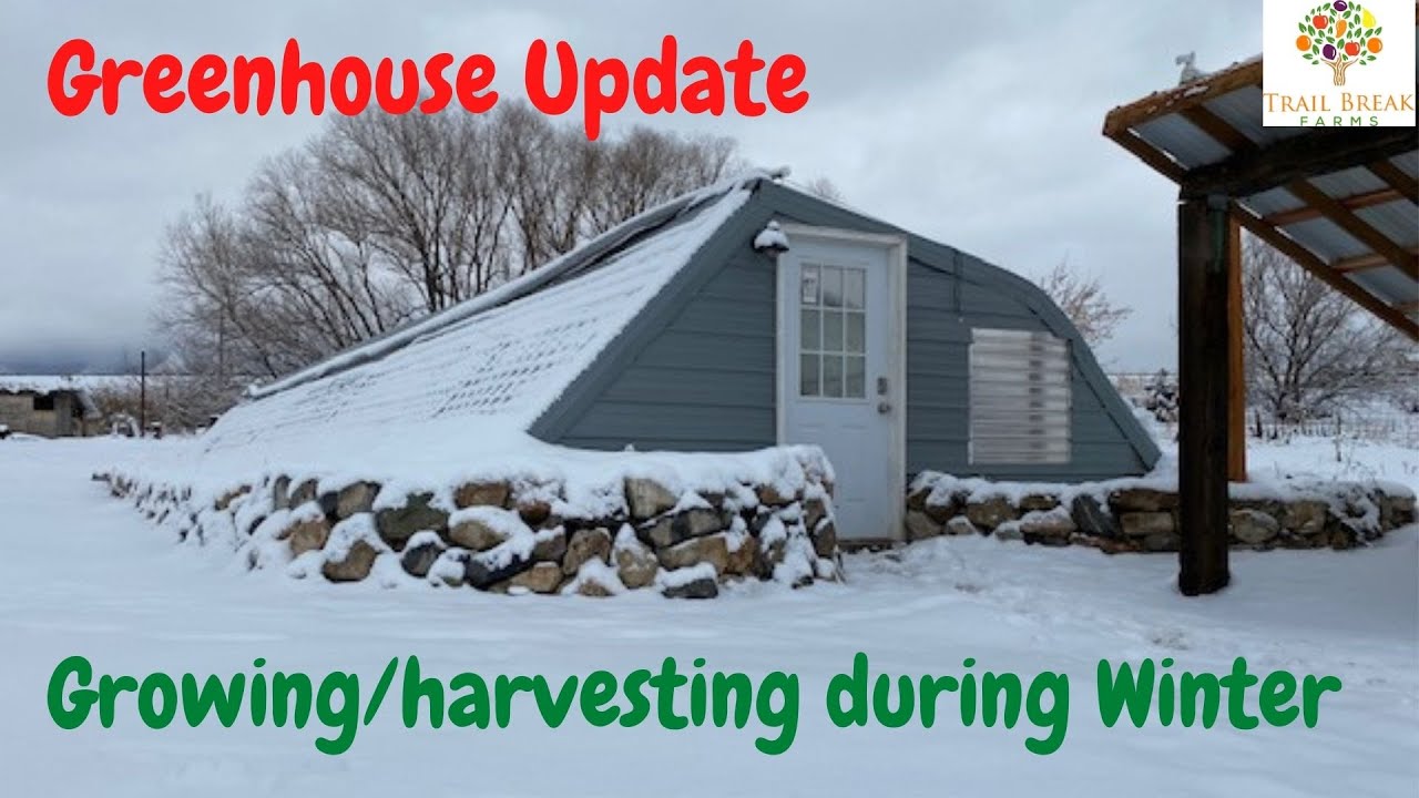 Winter growing & harvesting in the Greenhouse