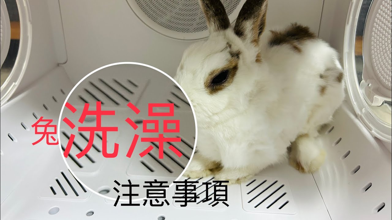 換毛期，兔子的洗澡與環境護理