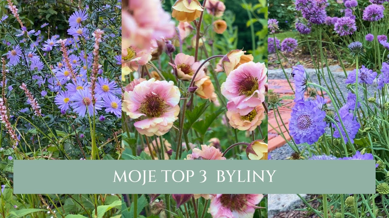 TOP 3 byliny | moje sprawdzone ogrodowe hity | obfite kwitnienie i bezproblemowość