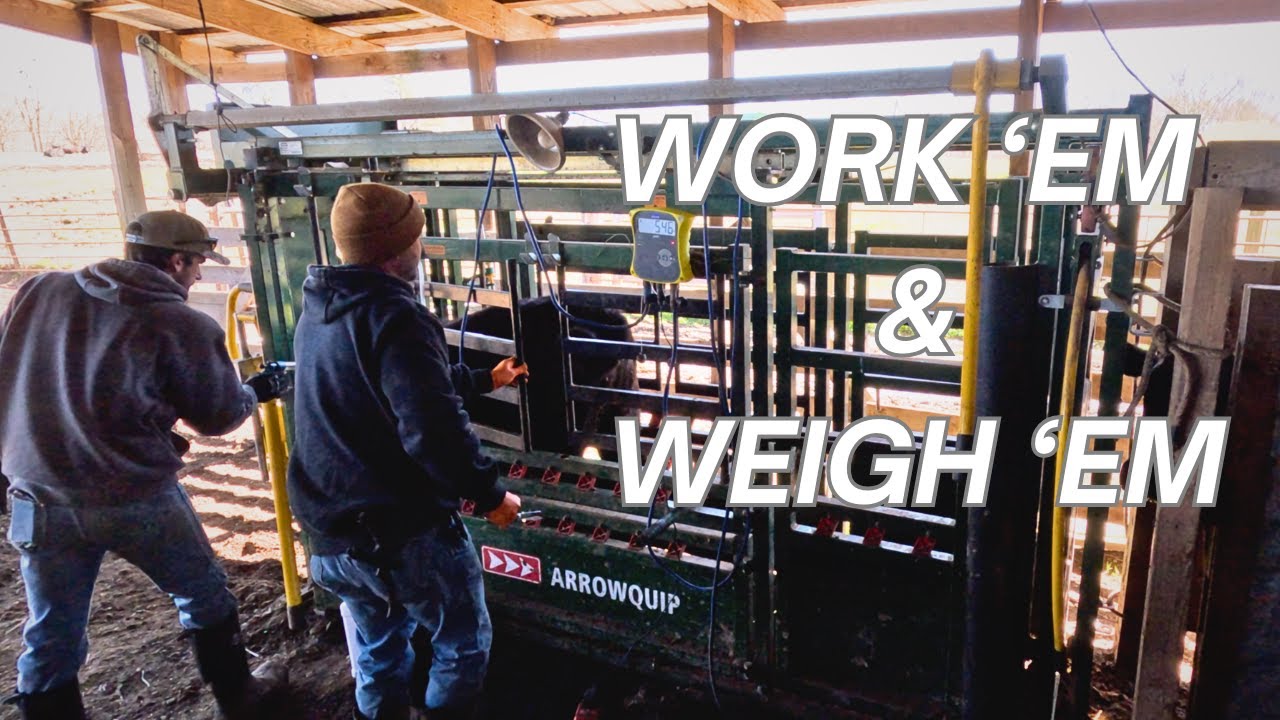Work ‘Em & Weigh ‘Em! Getting Calves Ready For Shipping!