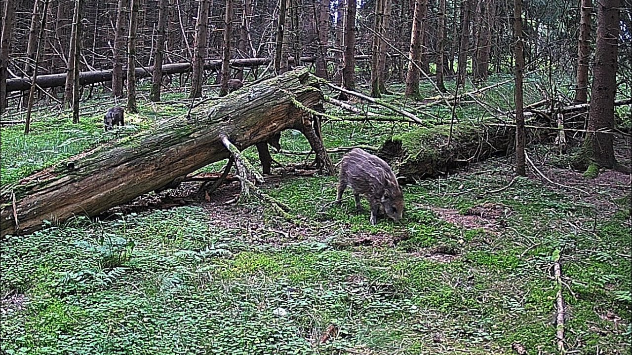 Spot #110: Scény z Třeboňska / A scenes from the Třeboň region