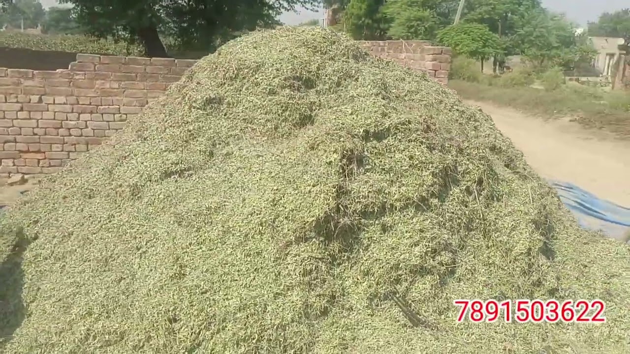 hari patti stock market.राजस्थान की हरी पत्ति कम दामों मे नई हरी पत्ति आ गई। #goatfeed