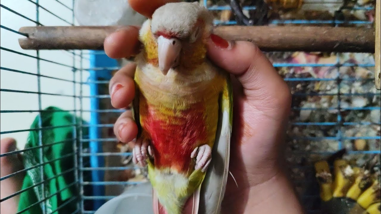 Pineapple conure hand feeding😘😍 #birds #parrot #conure #entertainment #vlog 