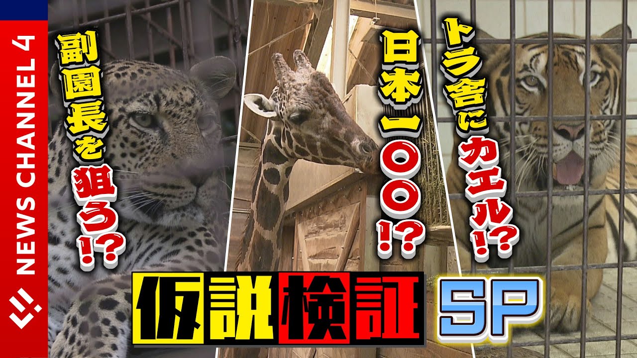 【検証】ヒョウのキララは副園長を狙っている！？とべＺＯＯ職員さんから様々な“説”を集めてみた＜NEWS CH.4＞