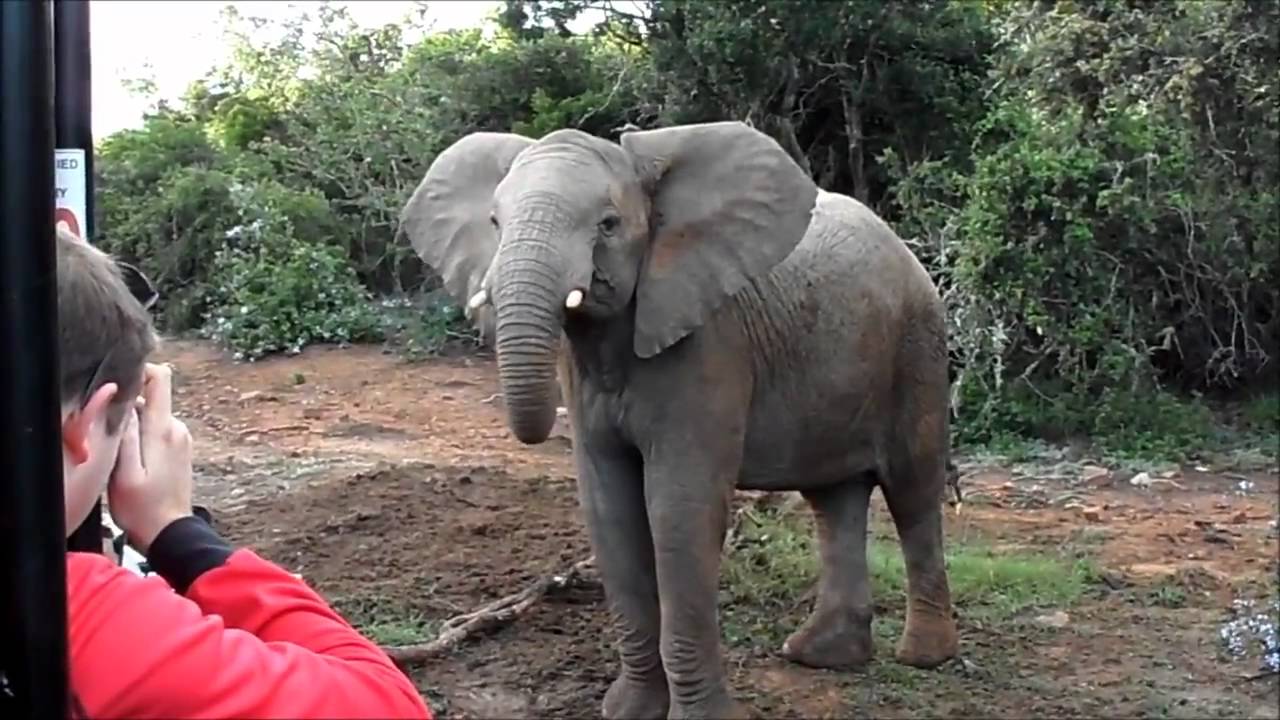 Crazy Dancing Elephant in Sibuya Game Reserve, South Africa