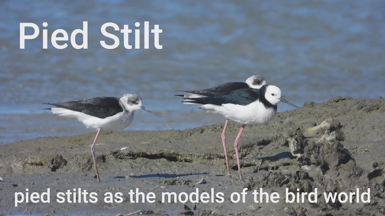 pied stilt or black winged stilt,it got a pair of long legs，people call them model of the bird world