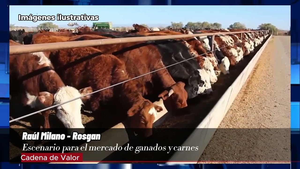 Escenario para el mercado de ganados y carnes
