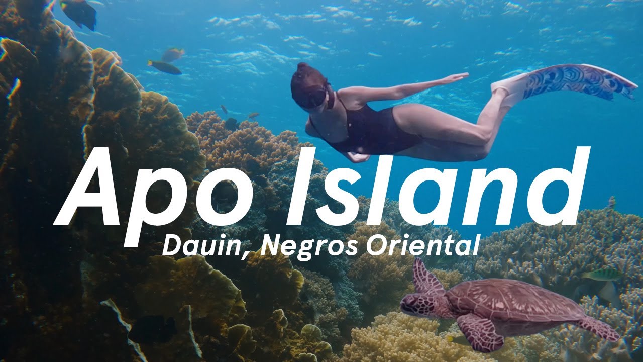 Freediving Retreat with Lawud Freediving at Apo Island, Negros Oriental