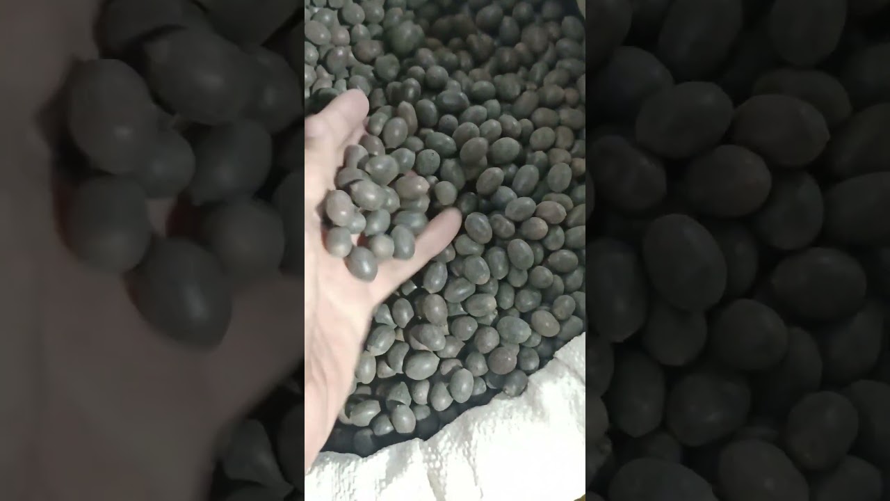 Kamal Beej | Kaml Bhij | Lotus Seed | Nelumbo Nucifera | Kamal Gatta | Kamal Beej कमल बीज #jayherbs