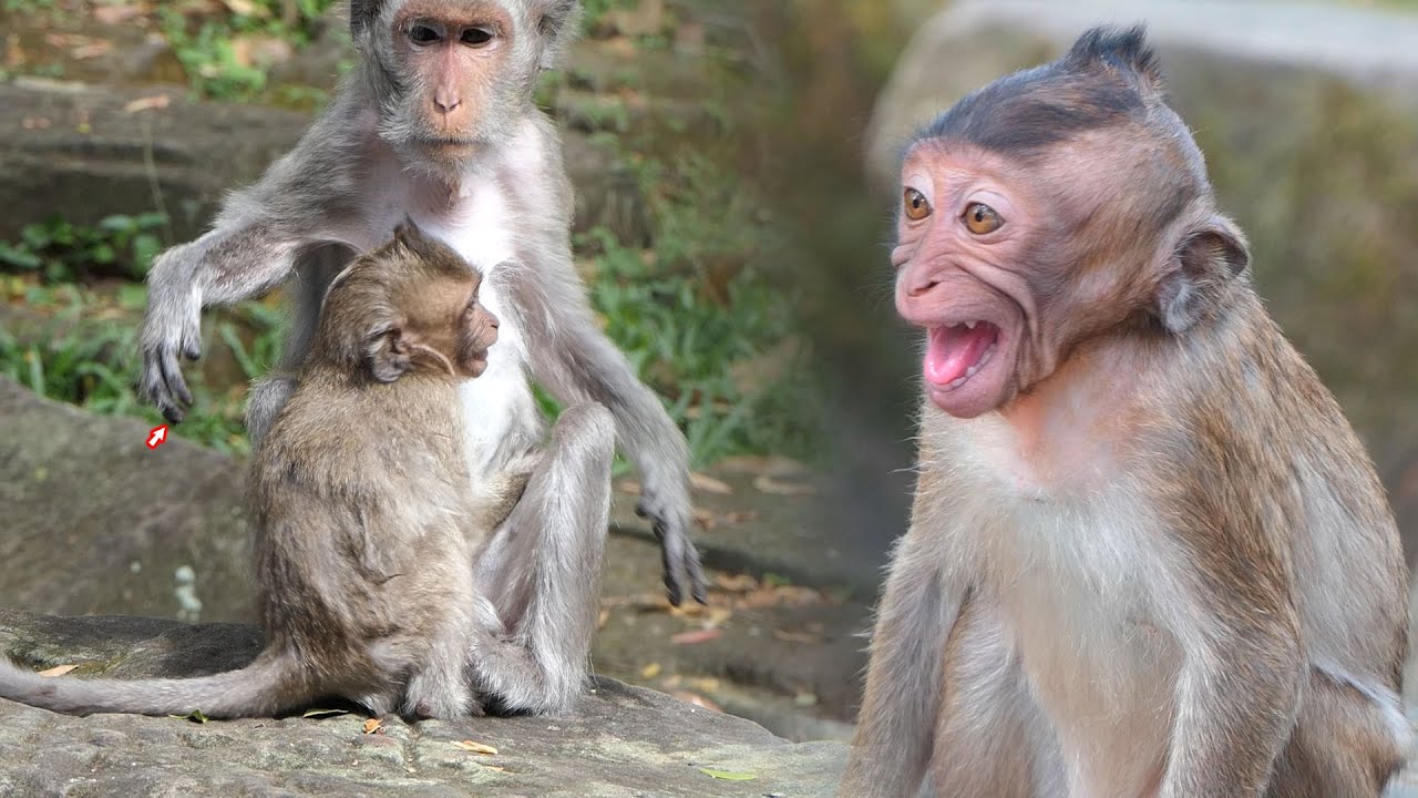 The Little Monkey’s Heartbreaking Reaction After Being Pulled Away From Her Elder Mother In Sadness