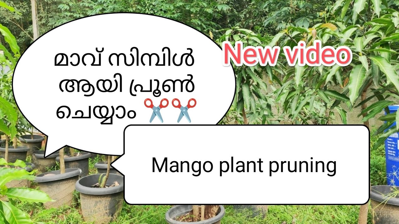 മാവ് സിമ്പിൾ ആയി പ്രൂൺ ചെയ്യാം ..✂️💯 Mango plant pruning tips 💯