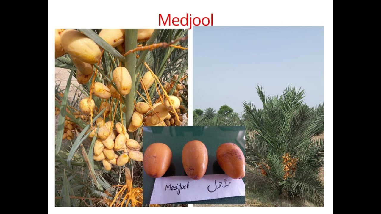 Which Date palm variety is best. Medjool Farming in Pakistan. Best varieties in Pakistan.