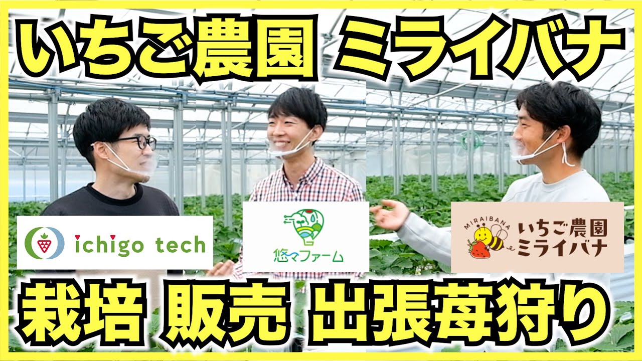 【農家】大阪のいちご農園ミライバナを見学！生ガスの炭酸ガス、DIY環境制御装置、天敵製剤など教えて頂きました【出張いちご狩り】