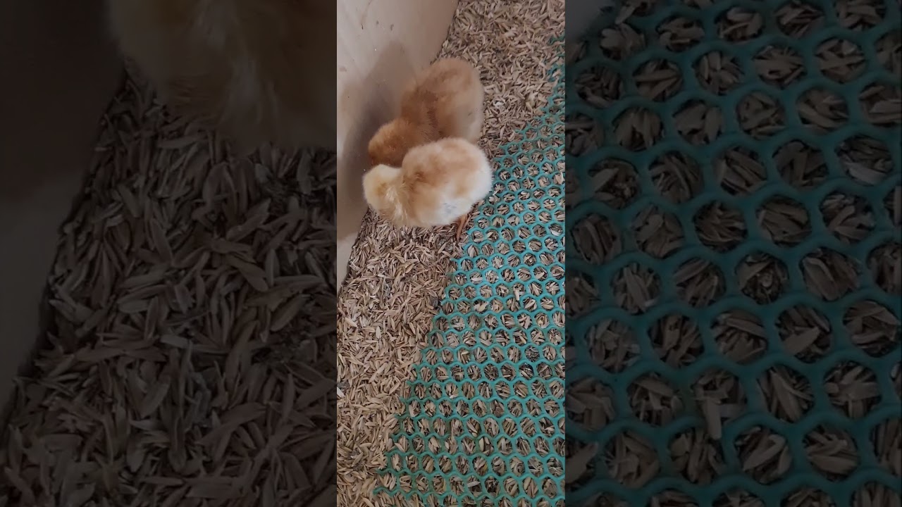 RIR Day old chicks